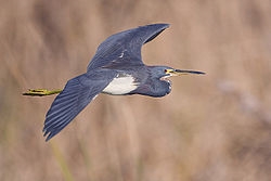 Tricolored Heron from Wiki